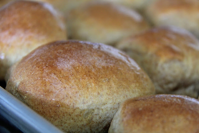 Not Your Granny's Whole Wheat Rolls